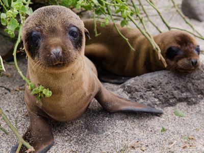 A couple of Galapagos sea lion pups.