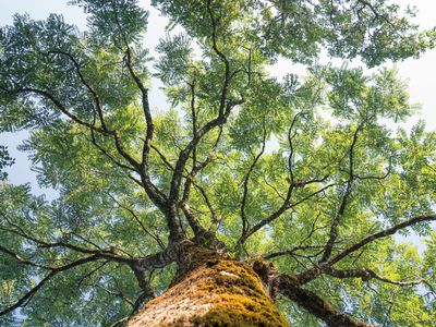 View looking up into lush green branches of large tree