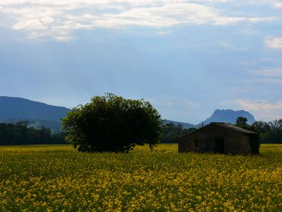 Mustard growing in France