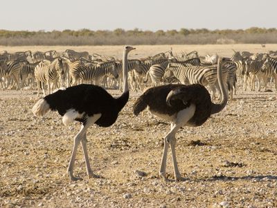 A pair of ostriches in the foreground and with a herd of zebras in the background in a desert