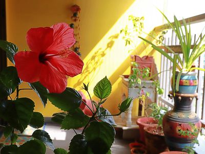 tropical houseplants in colorful containers sit outside balcony in India