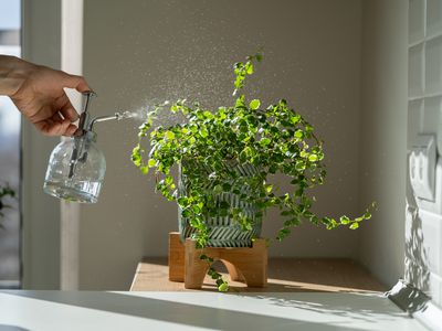 hand uses glass mister to refresh and add moisture to ficus houseplant