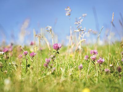 crimson clover field with cloudless blue sky