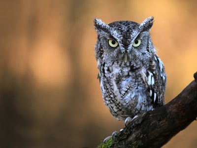 Eastern screech owl perched on a mossy branch