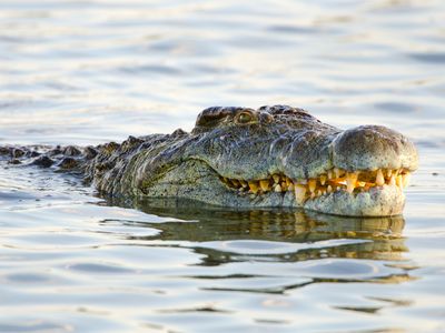 a Nile crocodile in Kruger National Park. South Africa