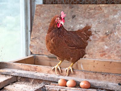 red chicken with wattle balances on wooden beam in chicken coop with eggs