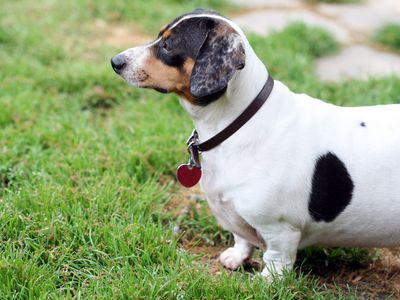 overweight chubby spotted dachshund dog stands at attention in grass