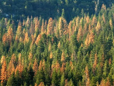 Bark beetle-damaged trees in California