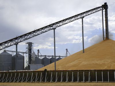 Wheat being unloaded