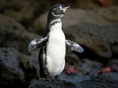 A young Galapagos penguin on a rocky coast