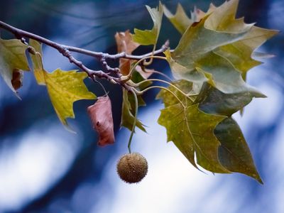 American Sycamore seed ball hanging from a tree in the fall.