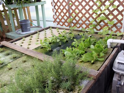 Seedlings, greens, herbs grown in aquaponics system