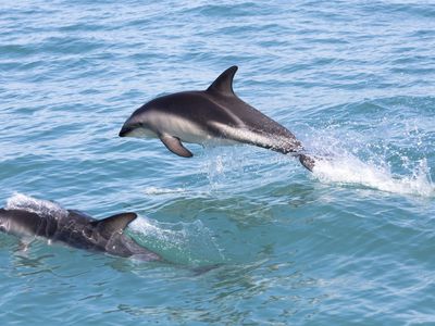 Hector's dolphins off the coast of New Zealand