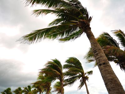 palm trees in a hurricane