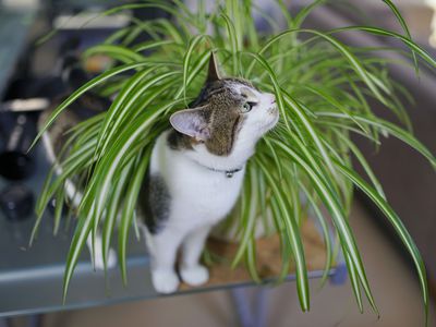 A cat standing in a spider plant