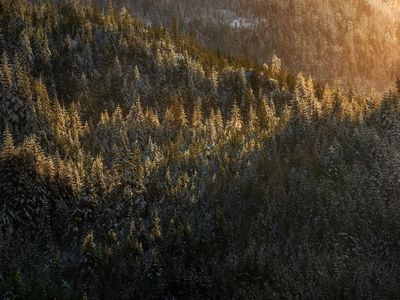 Beautiful later afternoon light bathes the winter forest in the Tongass National Forest.