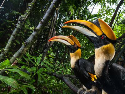 Great hornbills in the rainforest in Thailand