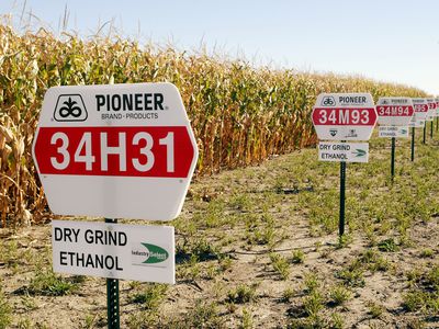 Corn grown for Ethanol