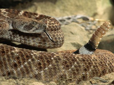 Western Diamondback Rattlesnake