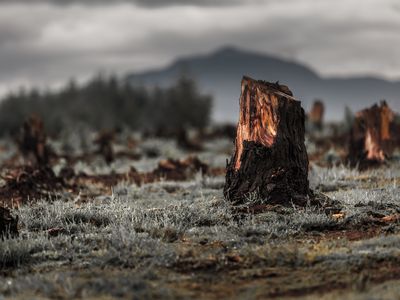 Stumps on the valley caused by deforestation and slash-and-burn agriculture of Madagascar.