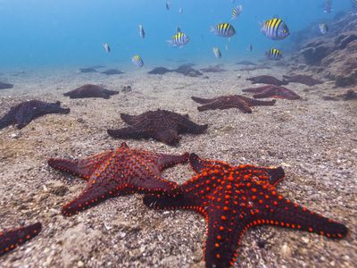 Sea star off the Galapagos Islands, Ecuador