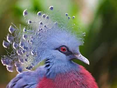 Victoria crowned pigeon