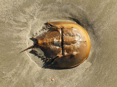 A horseshoe crab on Kiawah Island, South Carolina.