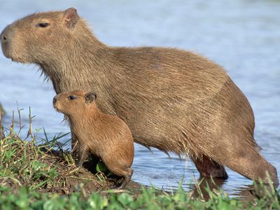 An adult and baby capybara standing side by side at the water's edge