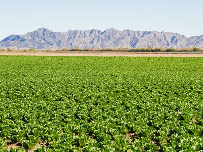 A large field of lettuce growing near the foothills in Yuma, Arizona.