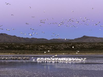 Flocks of snow geese and sandhill cranes at Bosque del Apache National Wildlife Refuge, New Mexico