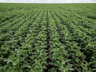 Unending rows of soy crops in a field in Brazil.