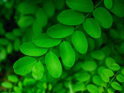 Detail shot of green Black Locust leaves.