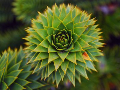 Brazilian Araucaria plant shows fractals in nature 