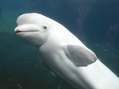 A beluga whale at Mystic Aquarium in Mystic, Connecticut.