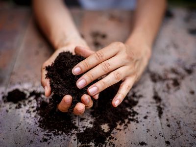 Two hands on a wooden table hold a handful of dark, rich potting soil