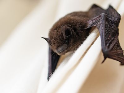 A bat with brown fur clings to a piece of white fabric with its wings