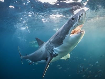 great white shark swims upward toward surface of water