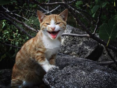 kitten meowing while standing on rocks