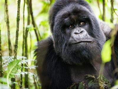 A worried looking mountain gorilla peers through the forest in Uganda