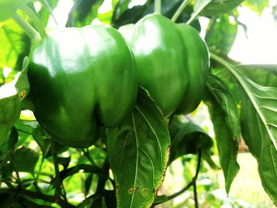 Green bell peppers growing on a plant