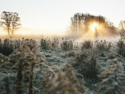 Frost glistens on the plants in a foggy landscape during sunrise