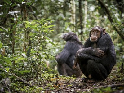 Chimpanzees in Kibale National Park, Uganda