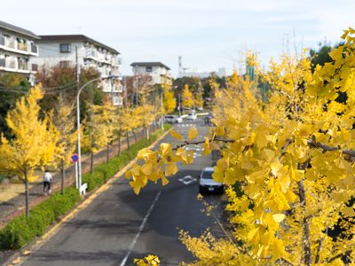 Yellow ginkgo leaves lining an urban street.