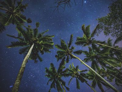 group of palm trees stretch toward clear dark sky filled with stars