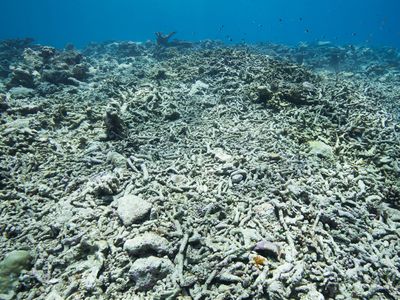 Dead coral reefs in shallow water 