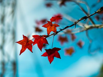 maple leaf and blue sky