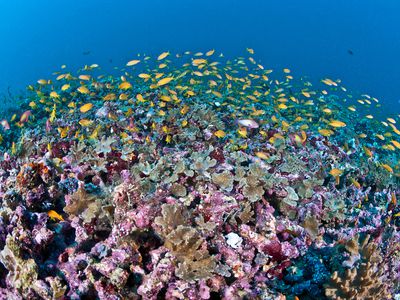 A colorful coral reef teaming with fish in the Maldives.