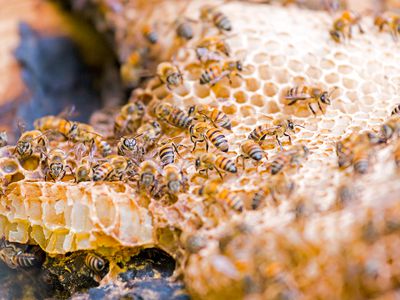 Wild honey bees in hive in old tree.