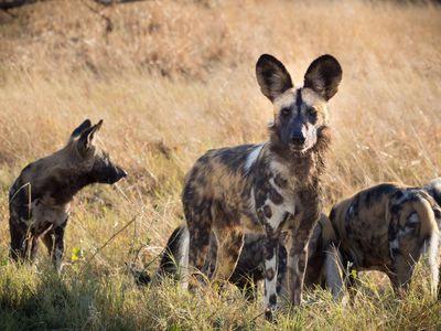 Pack of African wild dogs in Botswana