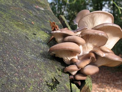 A cluster of oyster mushrooms